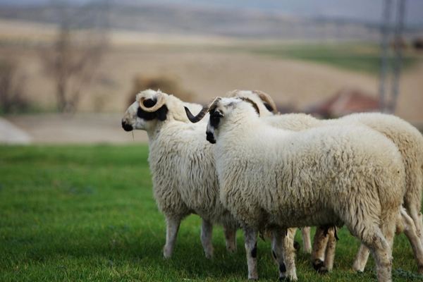 Küçükbaş Hayvan Yetiştiriciliği Eğitimi